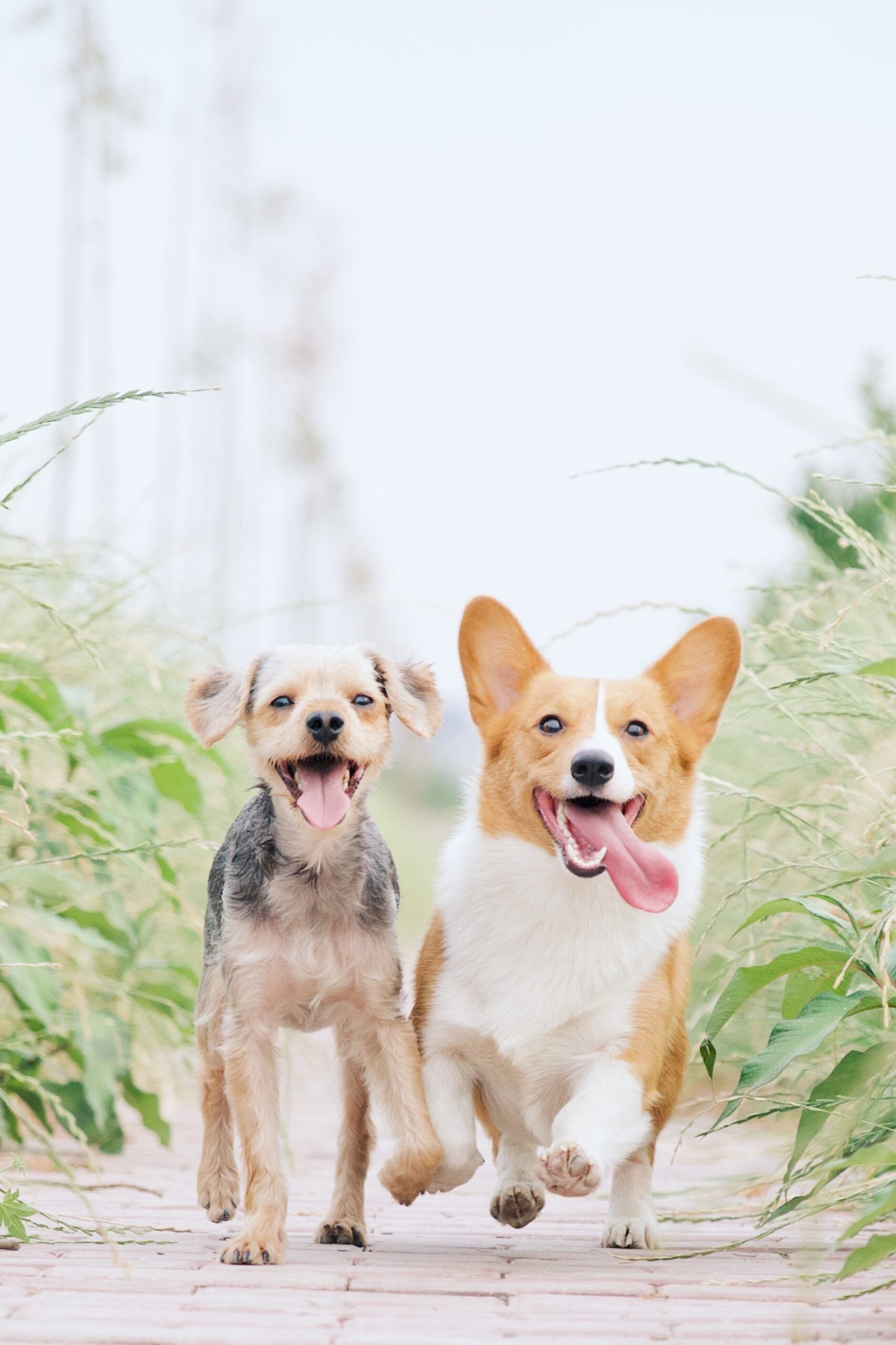 Essential Dog Health Tips for Every Dog Owner